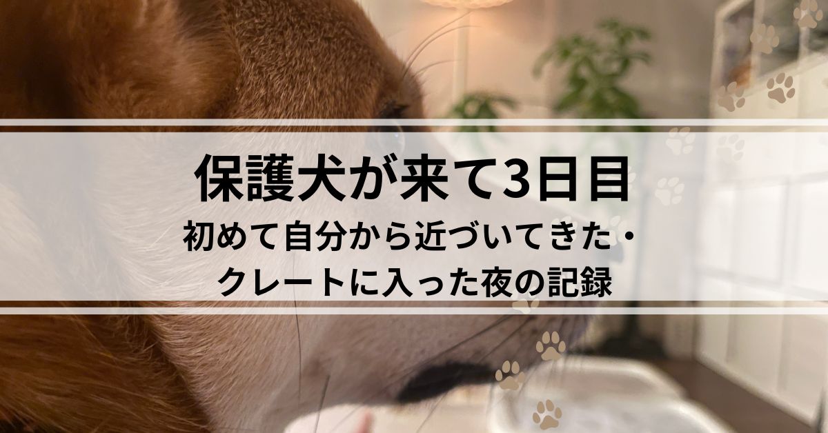 保護犬が来て3日目