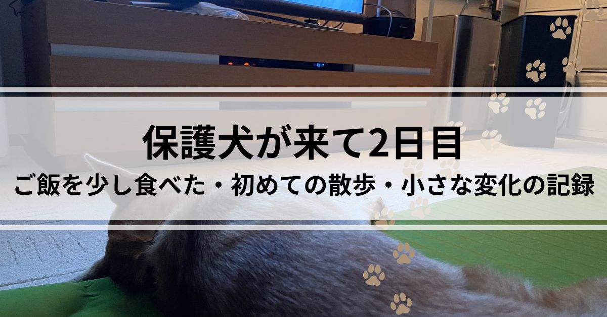 保護犬が来て２日目