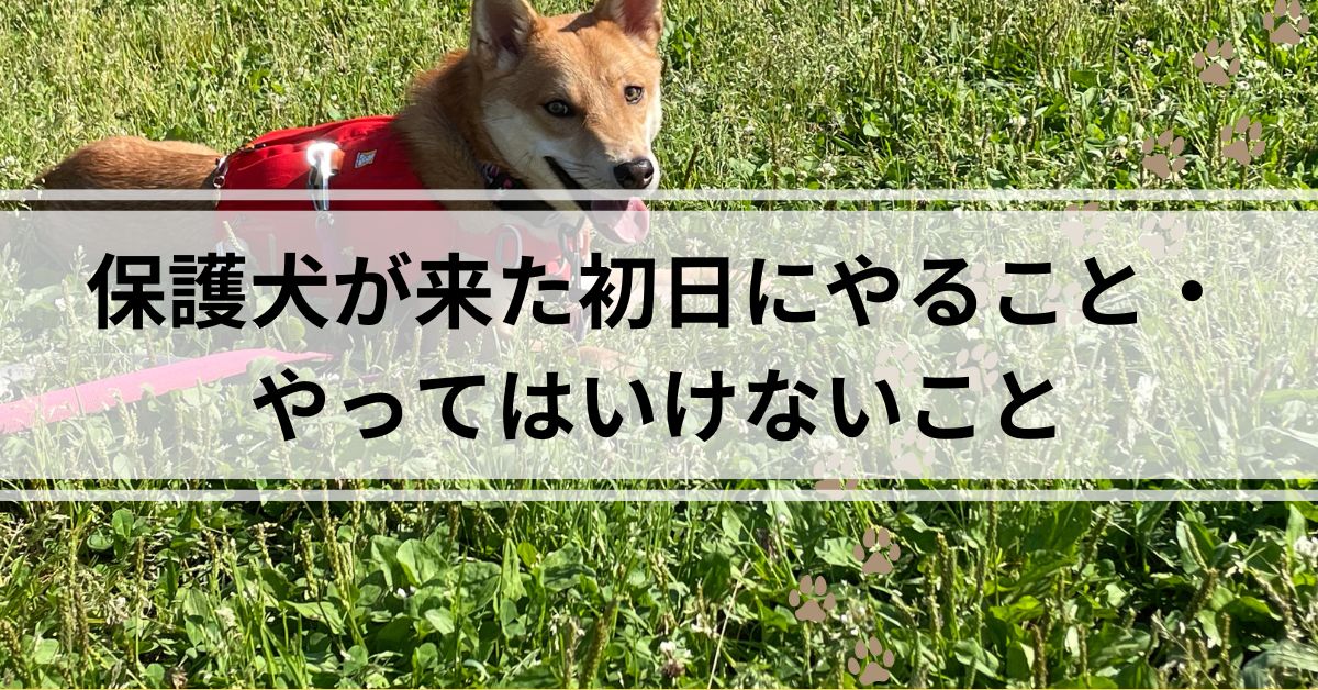 保護犬が来た初日にやること、やってはいけないこと