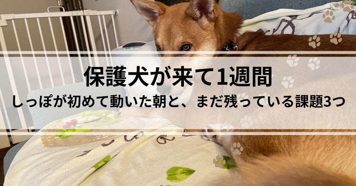 保護犬が来て１週間