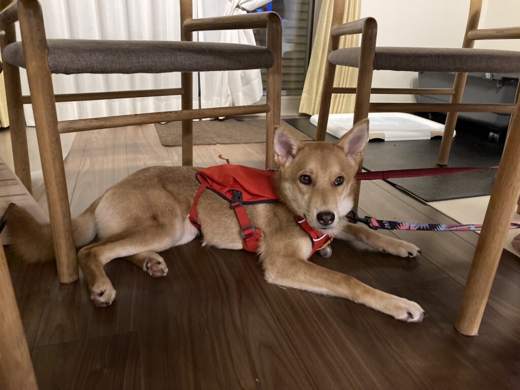 テーブルの下に隠れるいっちゃん(筆者撮影)