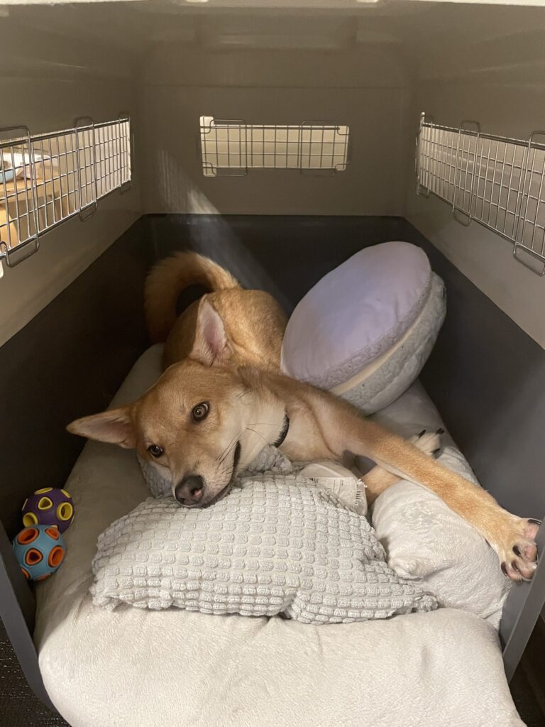 クレートでくつろぐいっちゃん(筆者撮影)