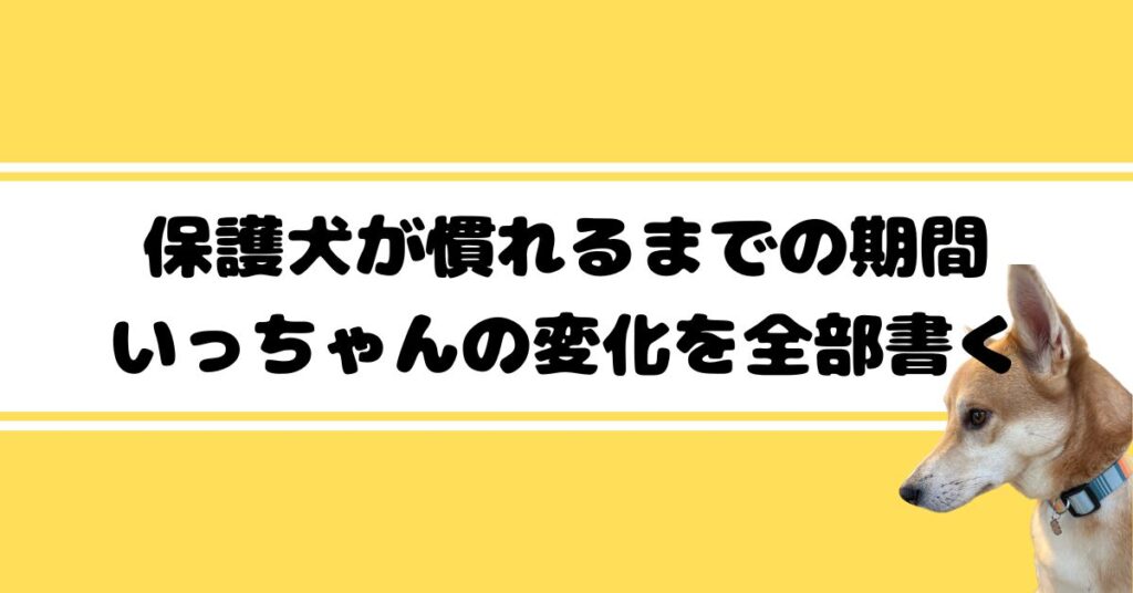 保護犬が慣れるまでの期間