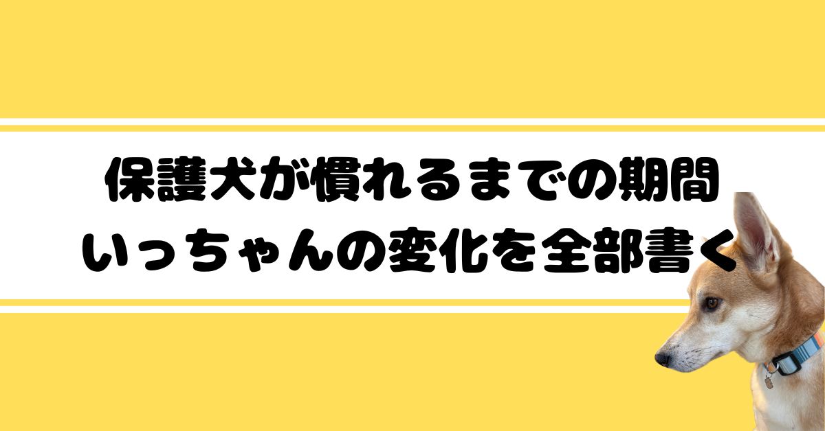 保護犬が慣れるまでの期間