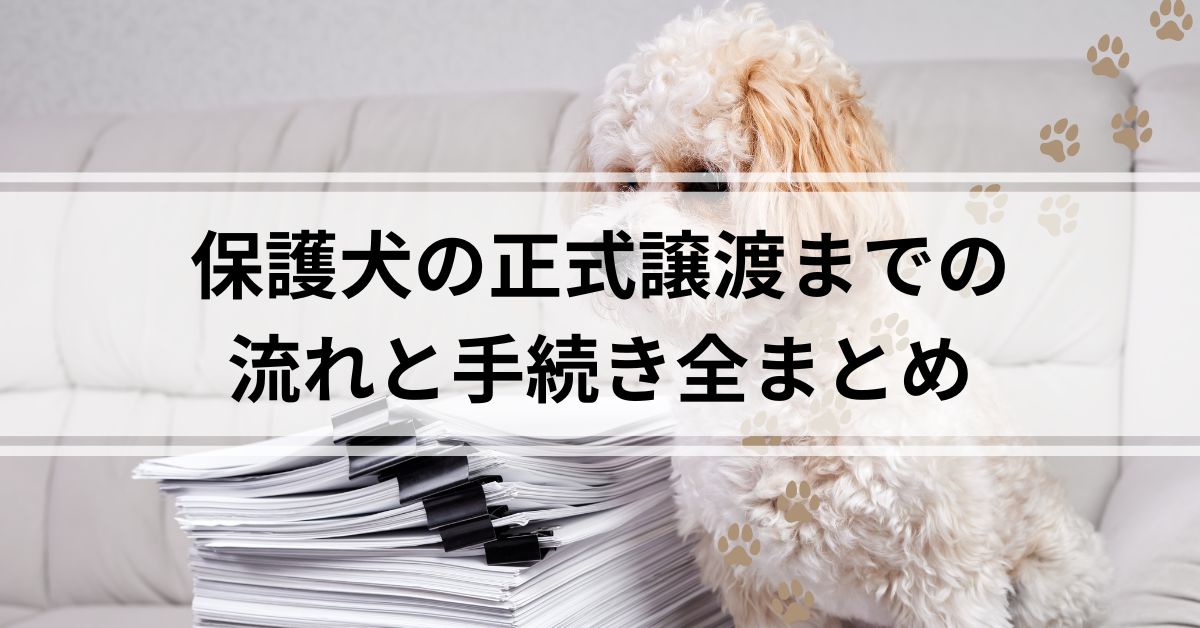 保護犬の正式譲渡までの 流れと手続き全まとめ
