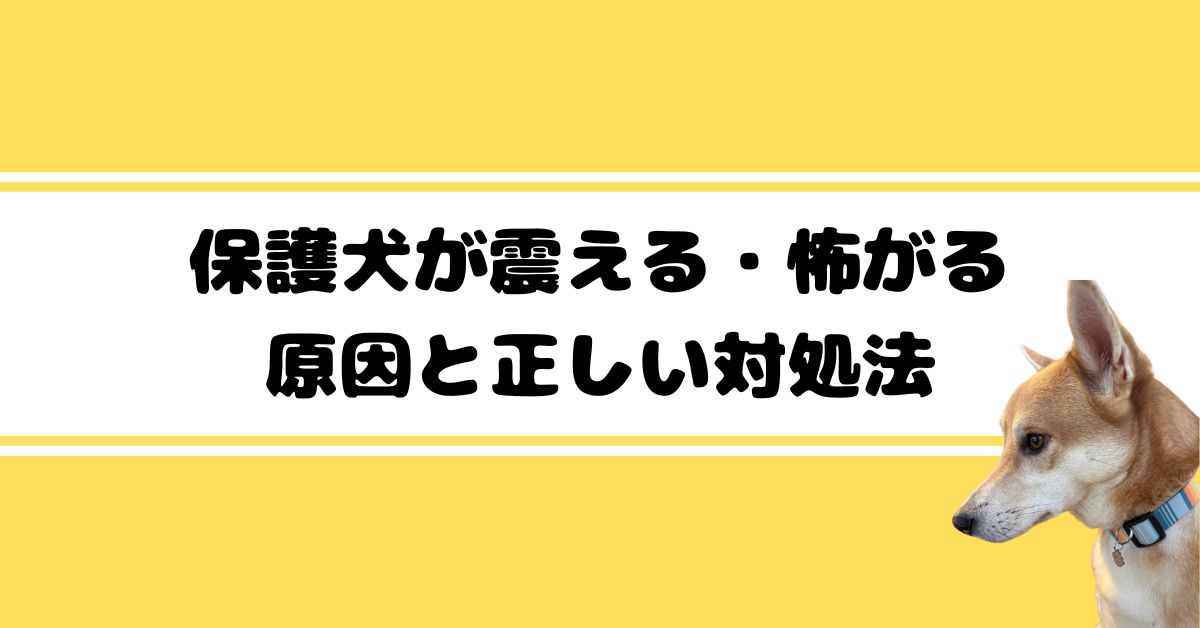 保護犬が震える・怖がる原因と正しい対処法