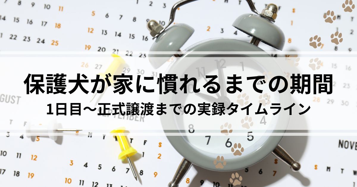 保護犬が家に慣れるまでの期間