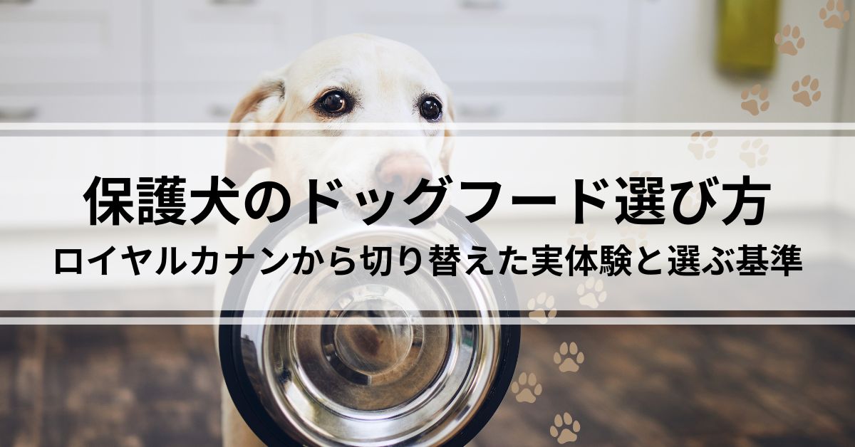 保護犬のドッグフードの選び方