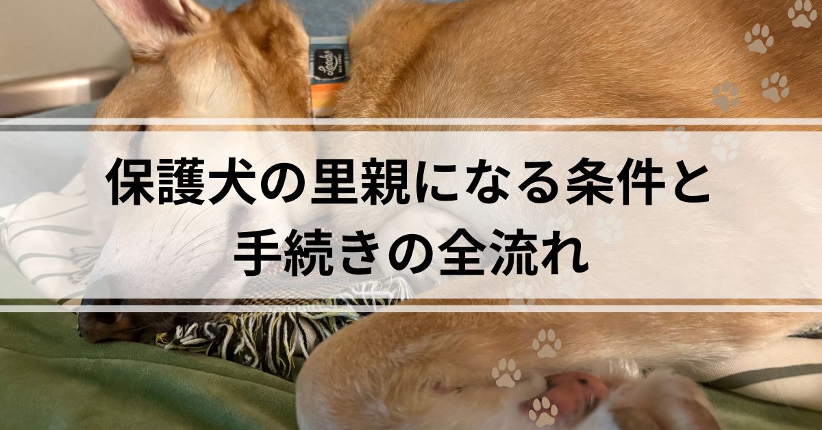 保護犬の里親になる条件と手続きの全流れ