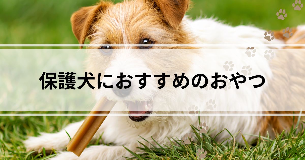 保護犬におすすめのおやつ