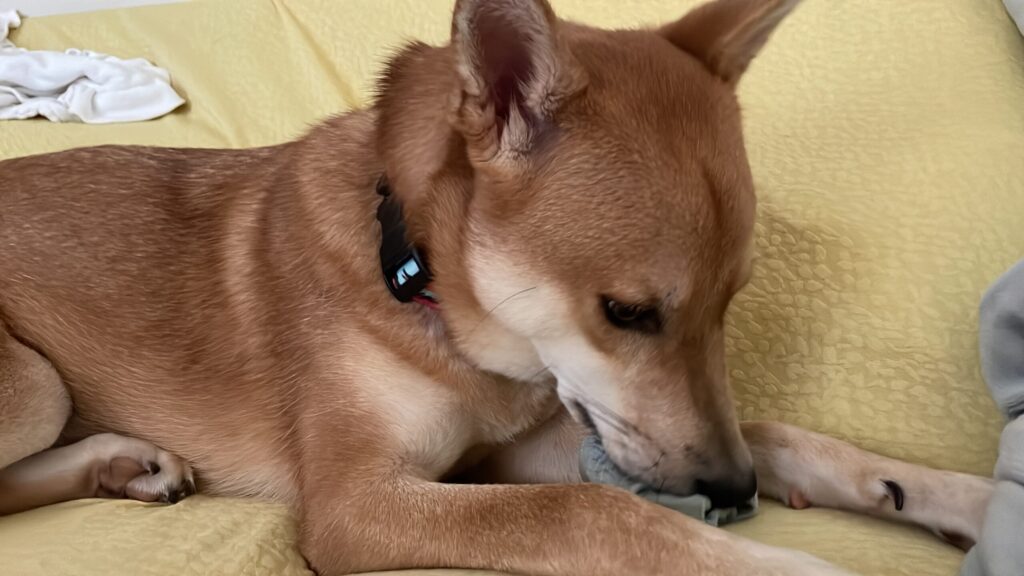 おやつがわりにソックスをかむ犬