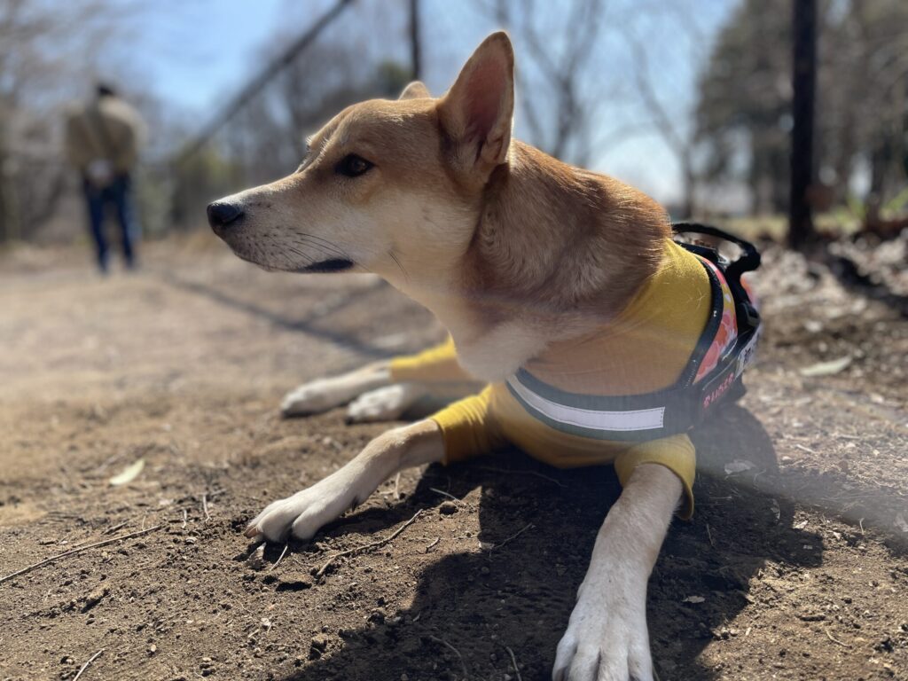 なかなか吠えない　いっちゃん