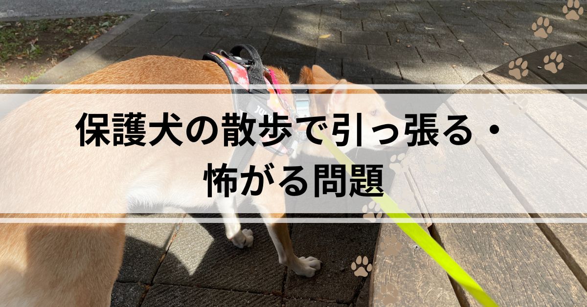 保護犬の散歩で引っ張る・怖がる問題
