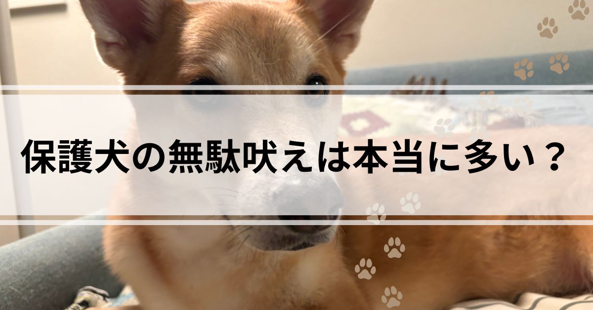 保護犬の無駄吠えは本当に多い？