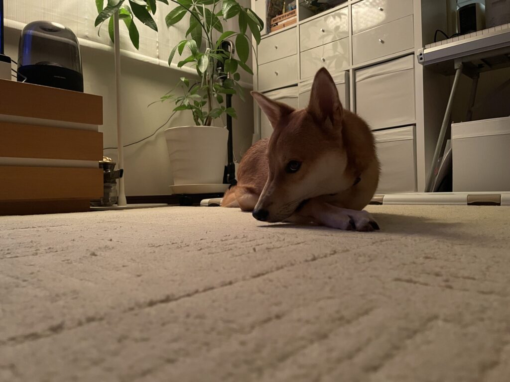 遠吠えしてたいっちゃん(筆者撮影)