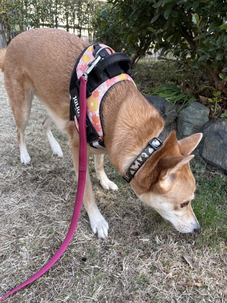 草をクンクンするいっちゃん(筆者撮影)